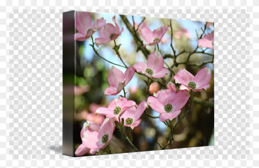 900x560 Pink Dogwood Tree Clipart Floral Design Flowering Dogwood Dream League Gucci Logo, Plant, Petal, Flower HD PNG Download