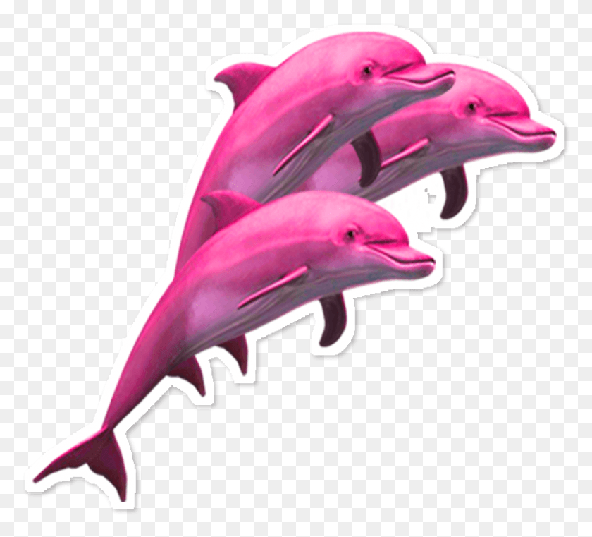 805x724 Pink Dolphin Images Dolphin Vaporwave, Mammal, Sea Life, Animal HD PNG Download