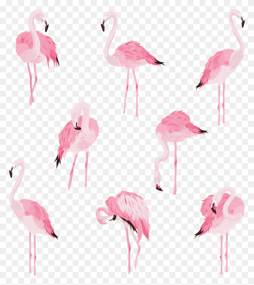 801x907 Розовые Фламинго Наклейки На Стену Большой Фламинго, Птица, Животное, Стая Hd Png Скачать