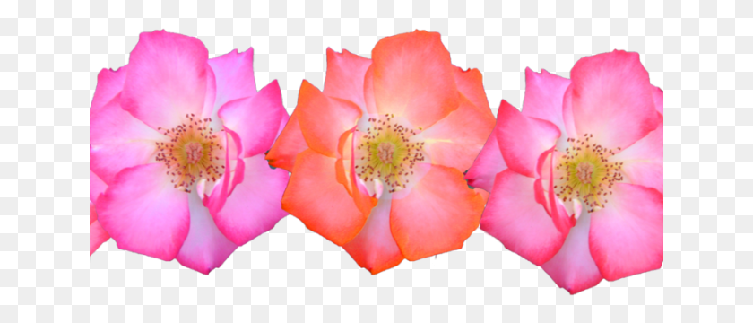 641x300 Pink Flower Cartoon Clipart Flower Crown, Petal, Plant, Blossom HD PNG Download