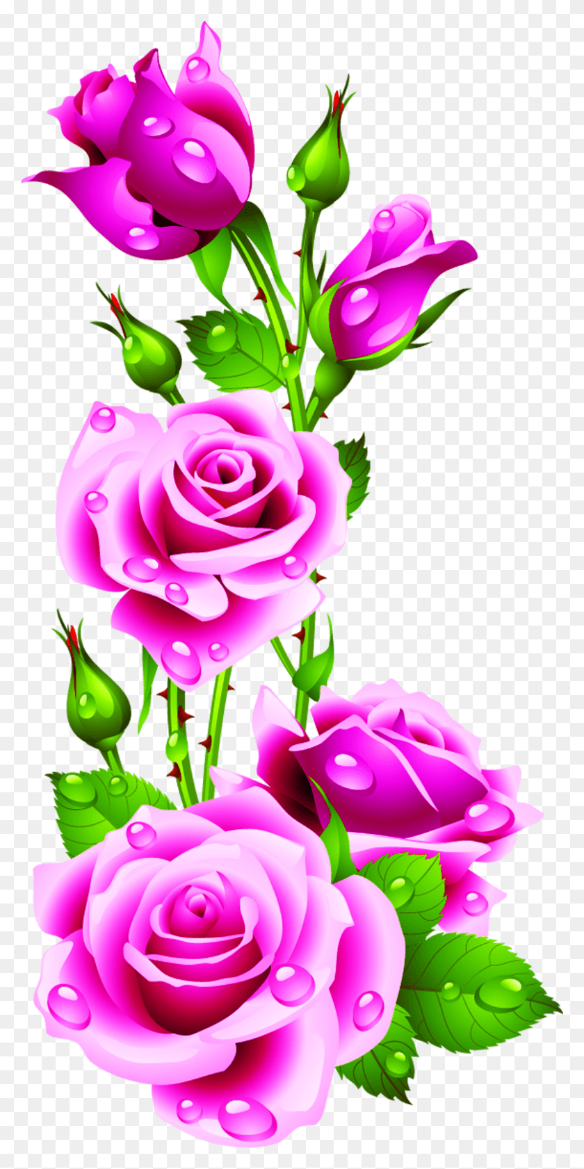 804x1672 Descargar Png Flores Rosadas Clip Art Gotas Pétalos Flor Rosa Borde Rosa, Gráficos, Diseño Floral Hd Png