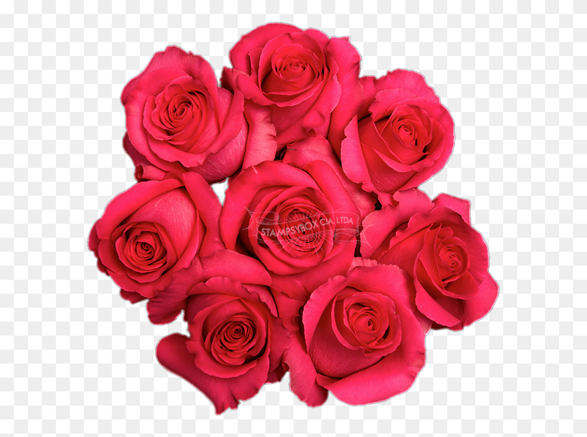 593x565 Pink Floyd Floribunda, Роза, Цветок, Растение Hd Png Скачать