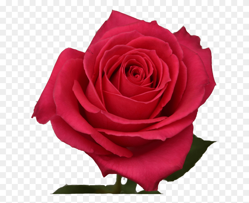 634x624 Pink Floyd Hot Pink Rose, Цветок, Растение, Цветение Hd Png Скачать