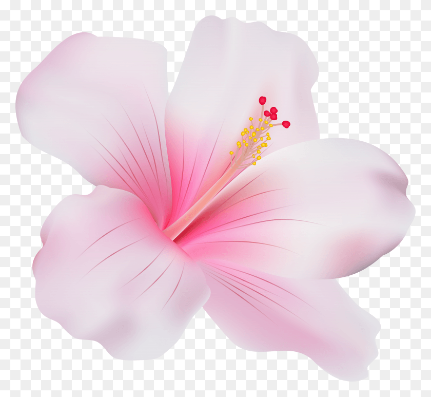 6925x6337 Pink Hibiscus Clip Art Pink Hibiscus Flower HD PNG Download