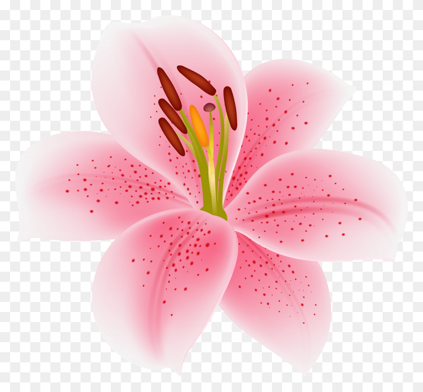 7905x7296 Pink Lilium Flower Transparent Image HD PNG Download