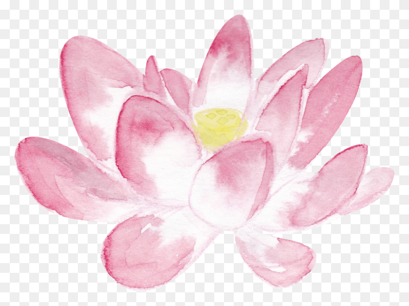 800x583 Pink Lotus In Watercolor Large Sacred Lotus, Lily, Flower, Plant HD PNG Download