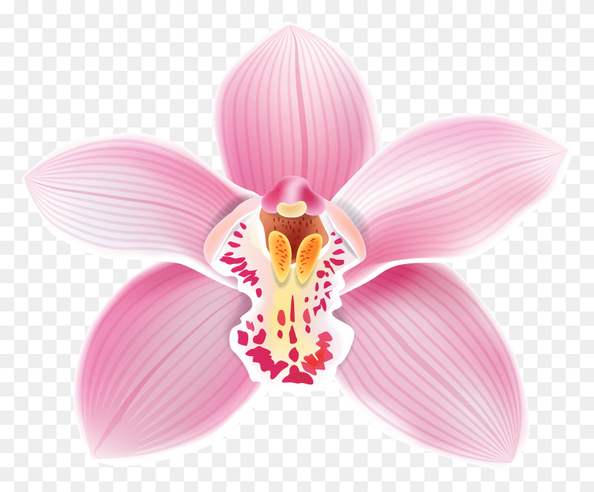 2962x2414 Pink Orchid Clipart Orchids, Plant, Flower, Blossom HD PNG Download