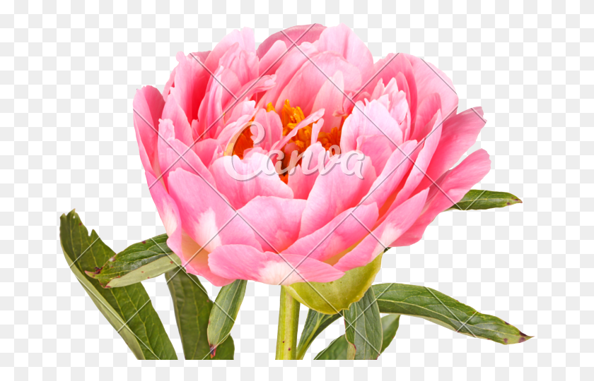 676x480 Цветок Розового Пиона Coronas Florales Para Baby Shower, Растение, Цветение, Роза Png Скачать