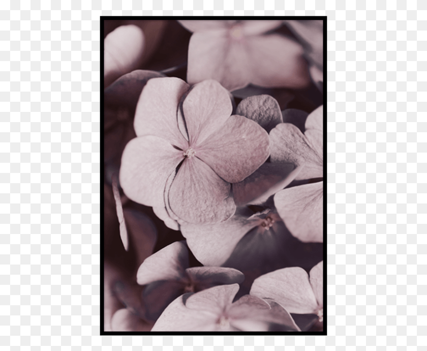 449x630 Розовые Лепестки Плакат Обои, Герань, Цветок, Растение Hd Png Скачать