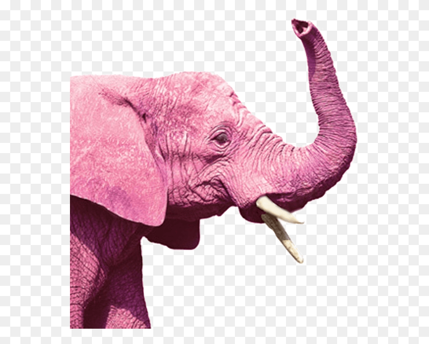 567x614 Розовый Республиканский Слон Индийский Слон, Дикая Природа, Млекопитающее, Животное Hd Png Скачать