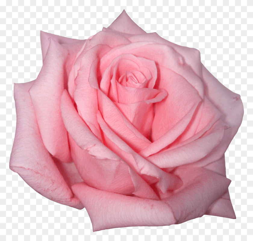 1814x1722 Розовая Роза, Роза, Цветок, Растение Hd Png Скачать