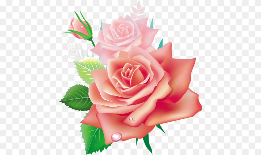 Pink Rose Clip Art Image Pink Rose, Flower, Flower Arrangement, Flower Bouquet, Plant PNG