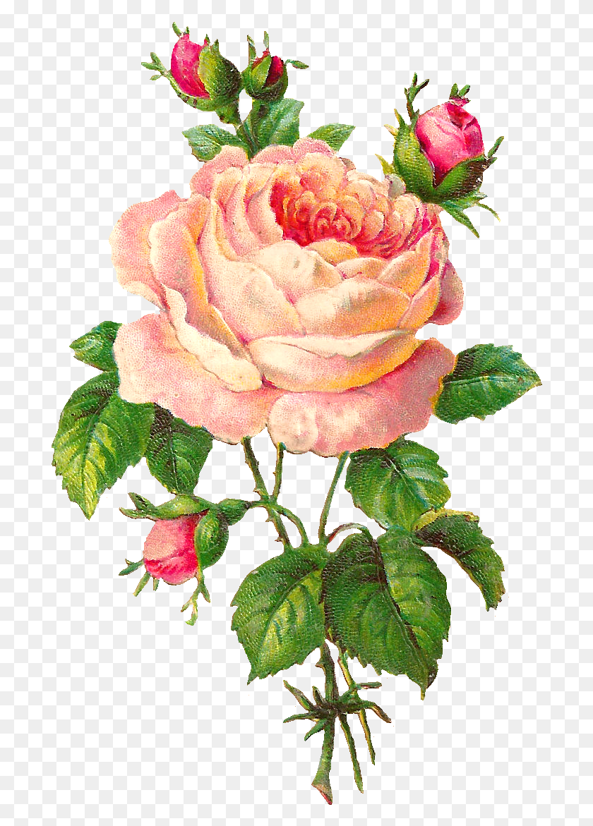 696x1111 Pink Rose Clip Art Rose Flower Vintage, Rose, Flower, Plant Descargar Hd Png