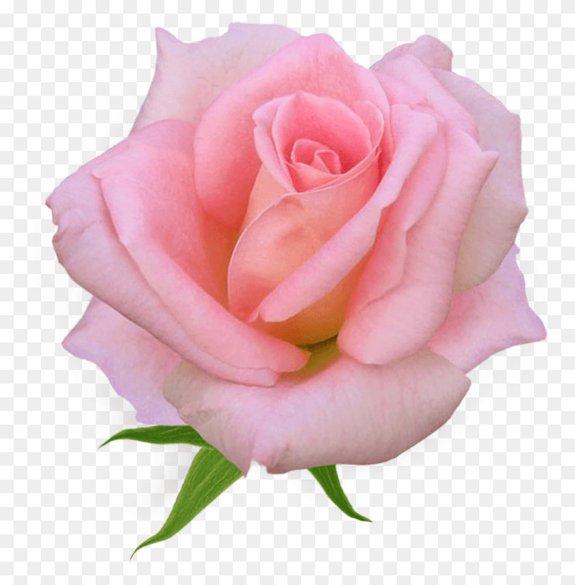 1058x1078 Pink Rose Clipart English Rose, Flower, Plant, Blossom HD PNG Download