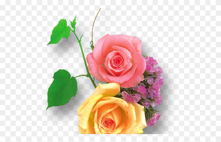 515x481 Розовая Роза Клипарт Формат Флорибунда, Роза, Цветок, Растение Hd Png Скачать