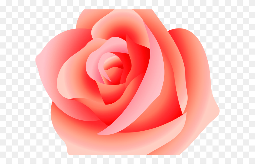 609x481 Розовая Роза Клипарт Формат Розовый Прозрачный Фон Роза, Роза, Цветок, Растение Hd Png Скачать