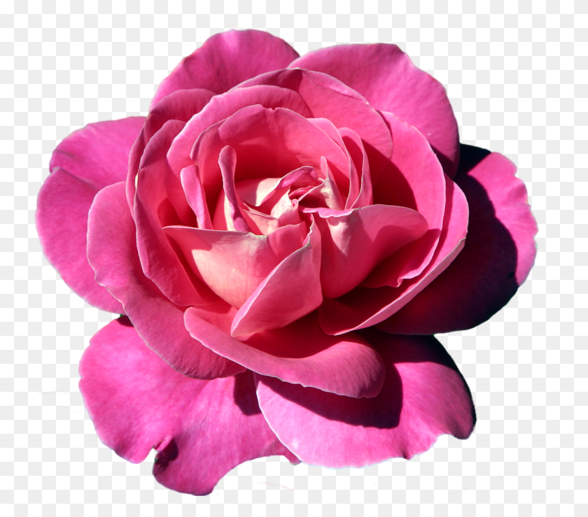 1223x1066 Розовая Роза Png Скачать