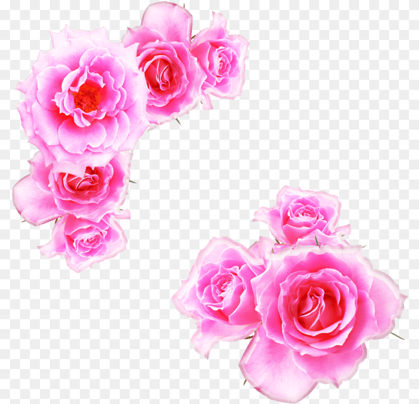 797x810 Pink Rose Bright Pink Flower, Petal, Plant PNG
