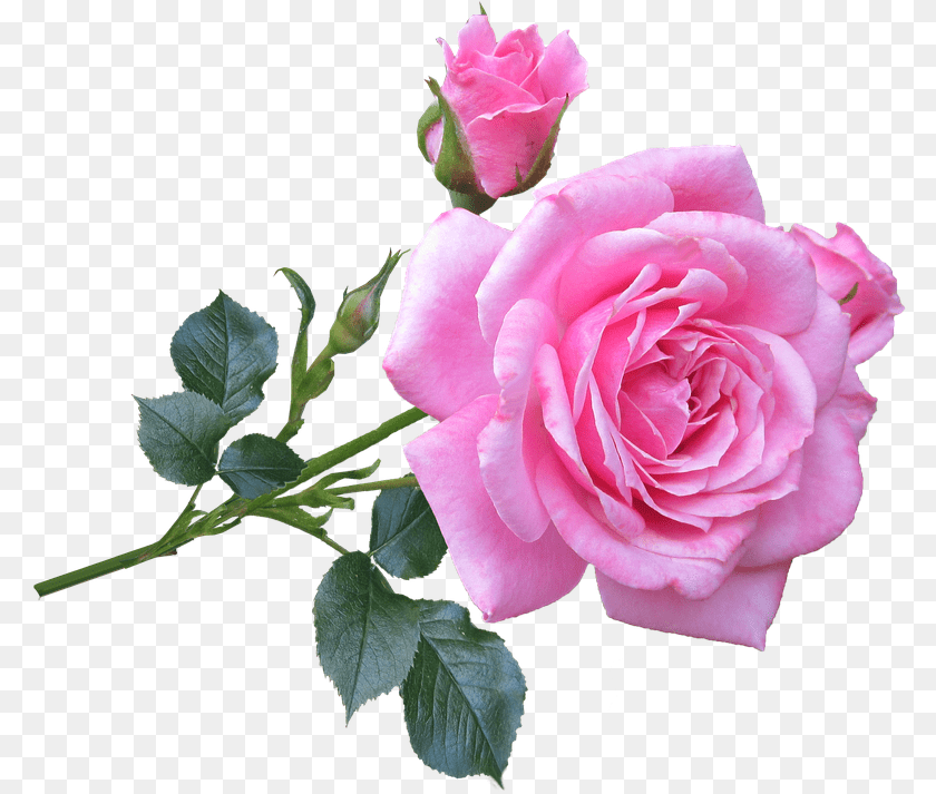 789x713 Pink Rose Download Clip Art Webcomicmsnet Good Morning Roses Images Hd, Flower, Plant PNG