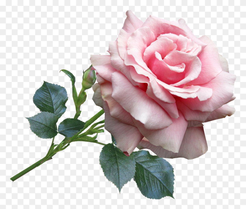 828x695 Pink Rose Fragrant 10Ml Rosa En, Rose, Flor, Planta Hd Png