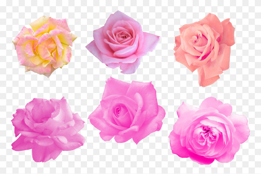 1905x1225 Розовая Роза, Роза, Цветок, Растение Hd Png Скачать