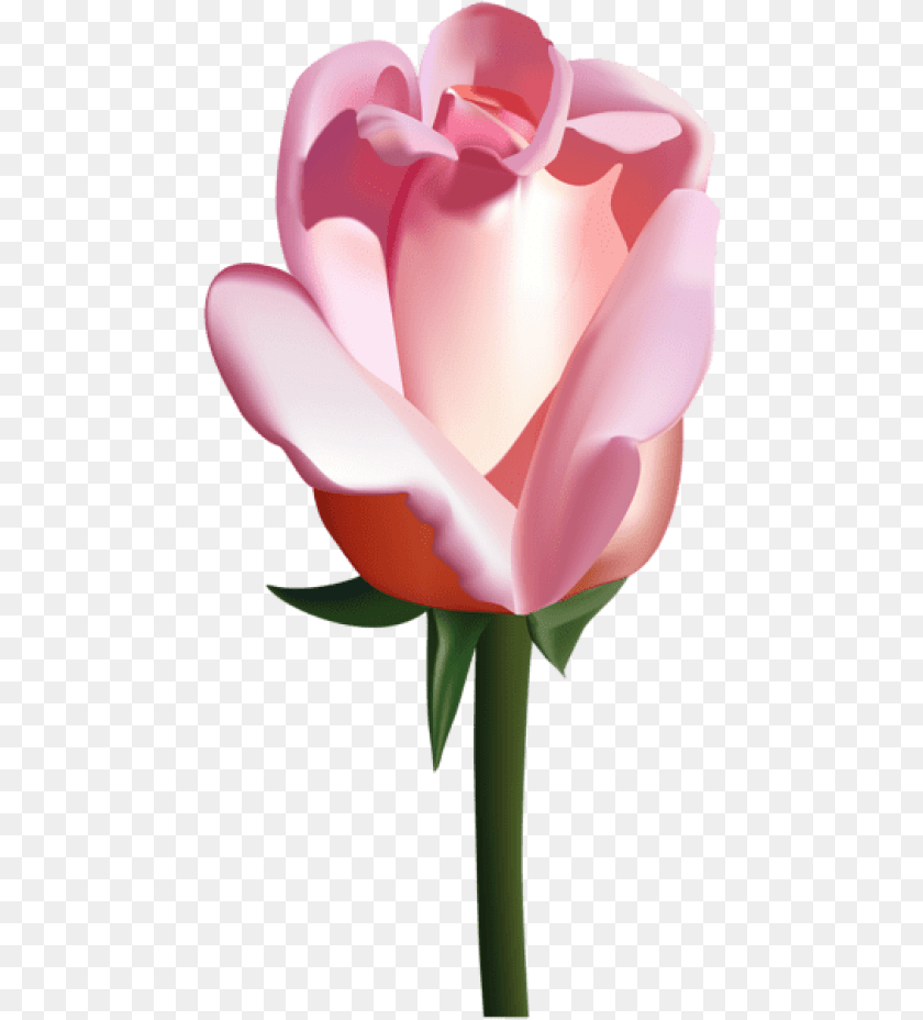 473x928 Pink Rose Images Transparent Vector Roses, Flower, Plant, Petal, Tulip Sticker PNG