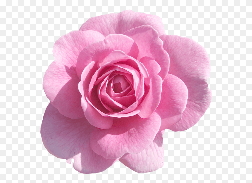 575x551 Pink Rose Pink Roses Light Pink Rose Pink Flowers Pink Flower With Transparent Background, Rose, Flower, Plant HD PNG Download