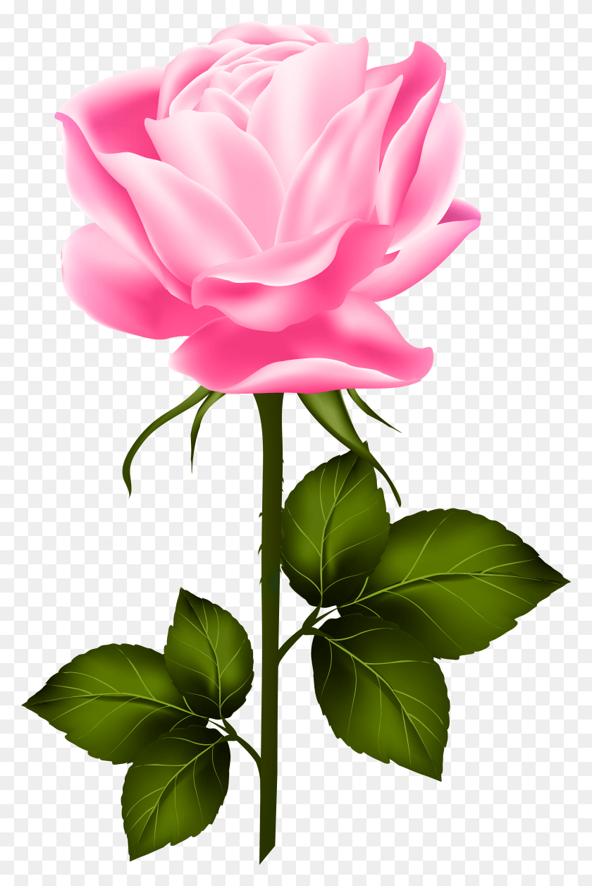 Pink Rose With Stem Clip Art Gallery Yopriceville Clip Art HD PNG Download