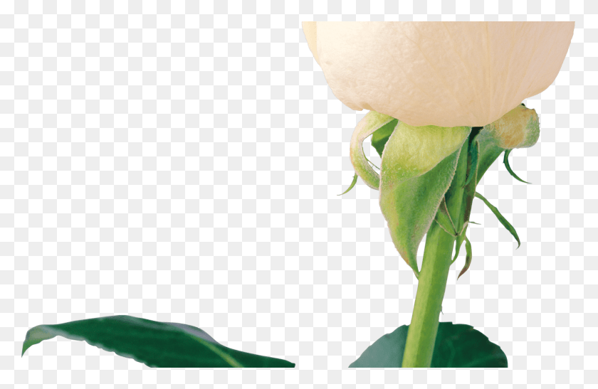 1368x855 Descargar Png / Ramo De Flores De Rosas Rosas Png