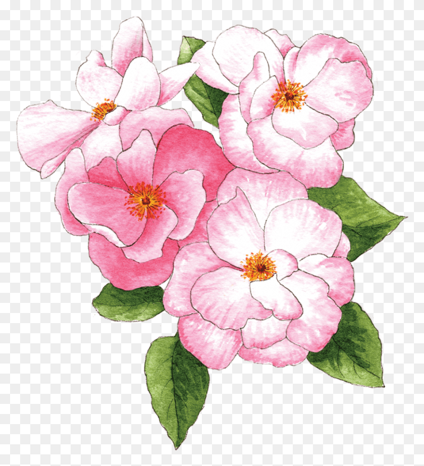 883x978 Pink Roses Primula, Plant, Geranium, Flower HD PNG Download