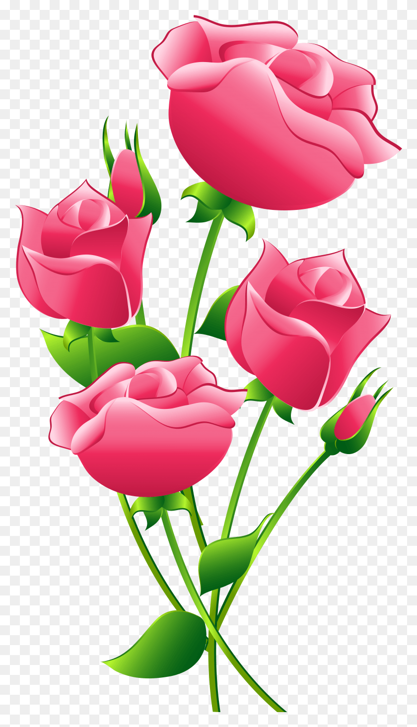 5167x9312 Pink Roses Transparent Image Photo HD PNG Download