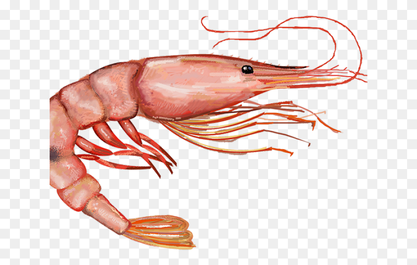 641x473 Pink Shrimp, Lobster, Seafood, Sea Life HD PNG Download