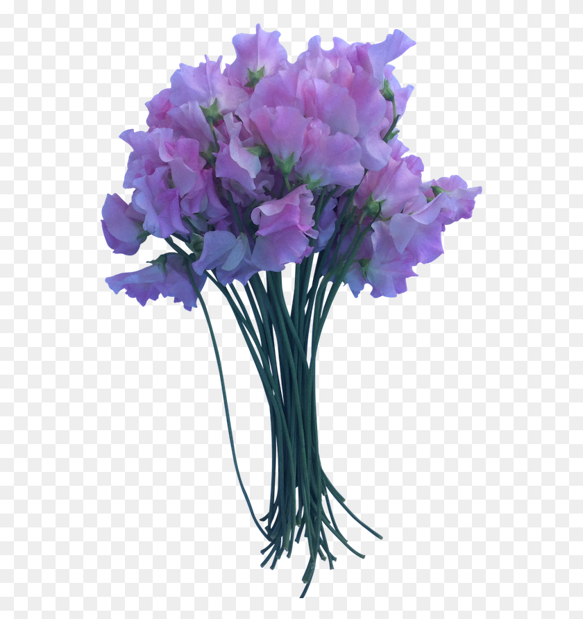 557x832 Pink Sweet Peas Sweet Pea, Plant, Flower, Blossom HD PNG Download