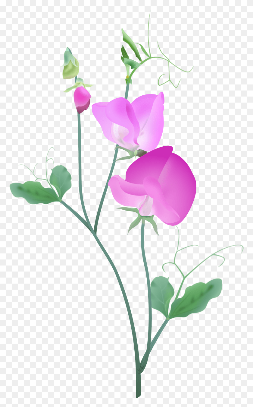 1746x2887 Pink Sweetpea Plant2 Sweet Pea, Plant, Flower, Blossom HD PNG Download