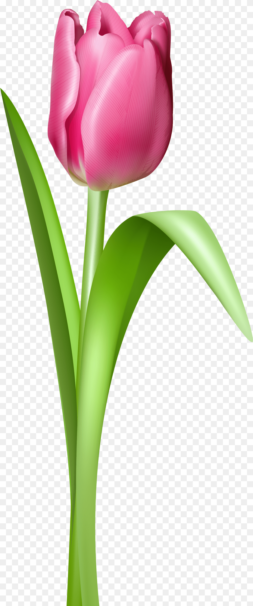 1652x3963 Pink Tulip Transparent Picture Tulip Flower, Plant Clipart PNG