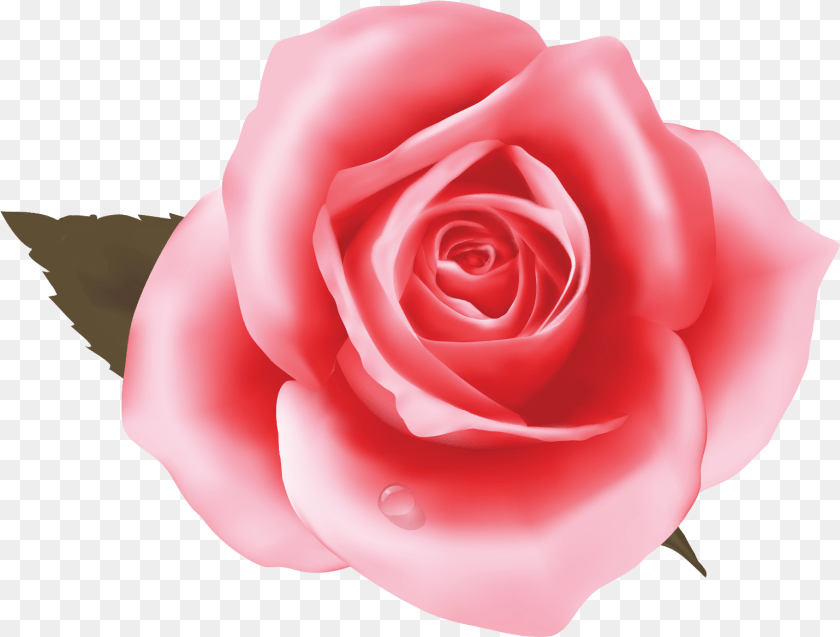 1539x1167 Pinkrose, Flower, Plant, Rose, Petal Transparent PNG