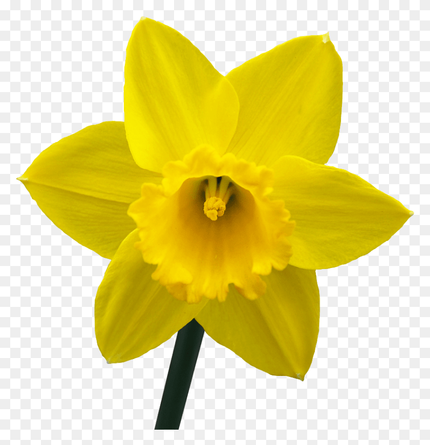 824x856 Pinkspider Clip Art Transparent Background Daffodil, Plant, Flower, Blossom HD PNG Download