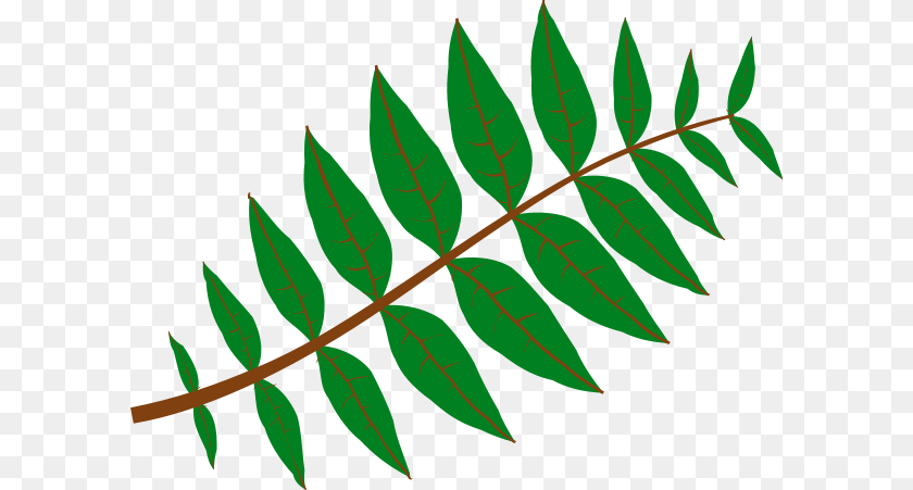 600x451 Pinnate Leaf Clip Arts For Web, Plant, Green, Tree, Vegetation Transparent PNG