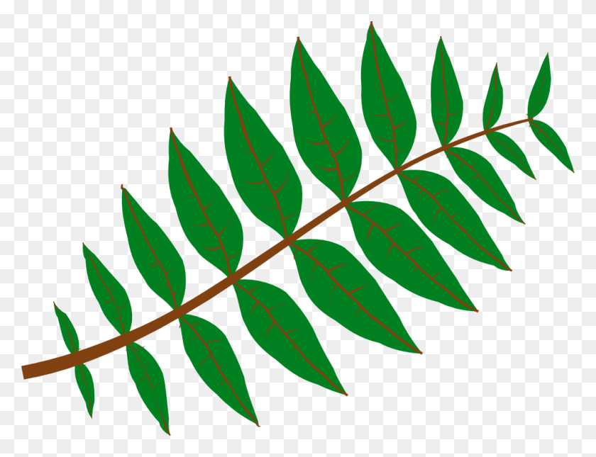 1000x751 Pinnate Leaf Large 900pixel Clipart Pinnate Leaf Design Leaf Clip Art, Plant, Fern HD PNG Download