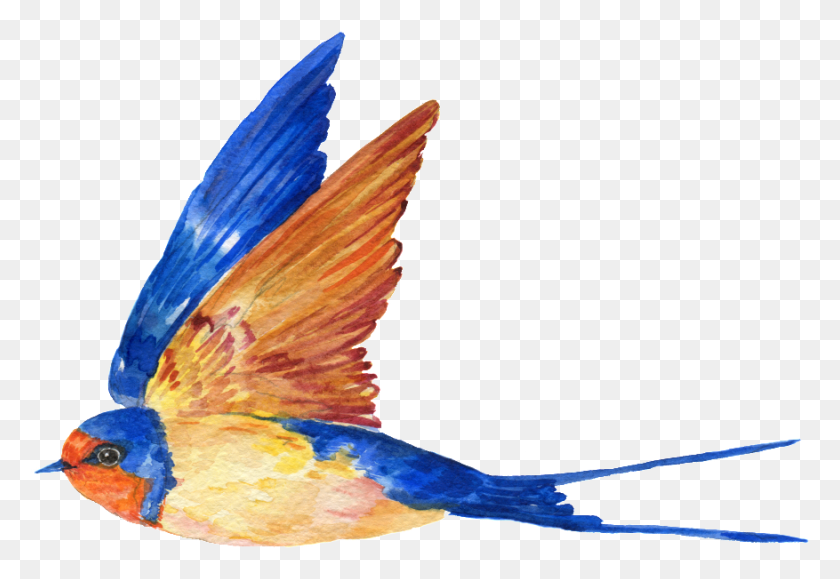877x584 Pintado A Mano De Un Free Flying Bird Transparente Blue Birds Painting Transparent, Bluebird, Bird, Animal HD PNG Download