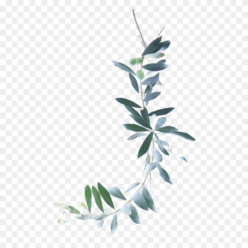497x777 Pintura A La Acuarela Rama De Olivo Free Watercolor Olive Branch, Plant, Flower, Blossom HD PNG Download