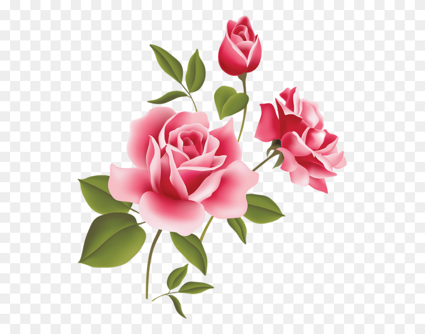 533x600 Pintura Textil Pintura En Tela Arte Pintura Acuarela Pink Rose Clipart, Rose, Flor, Planta Hd Png Download