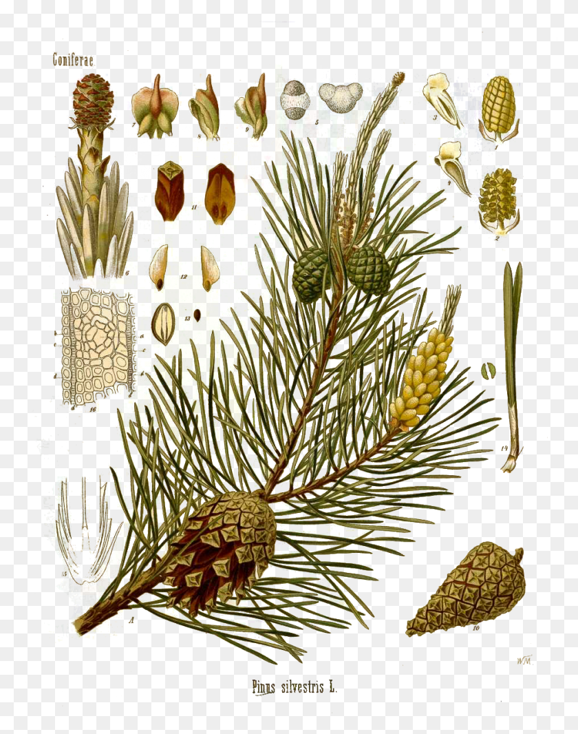 940x1213 Pinus Slivestris L Pinus Sylvestris Pino Escocés, Planta, Árbol, Abeto Hd Png