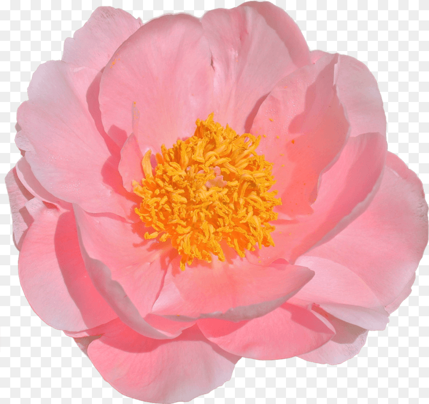 Pion Salmon Drim, Flower, Petal, Plant, Pollen PNG
