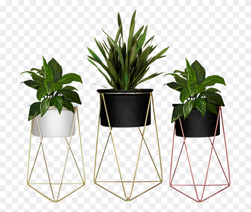 705x649 Piramidal Houseplant, Potted Plant, Plant, Vase HD PNG Download