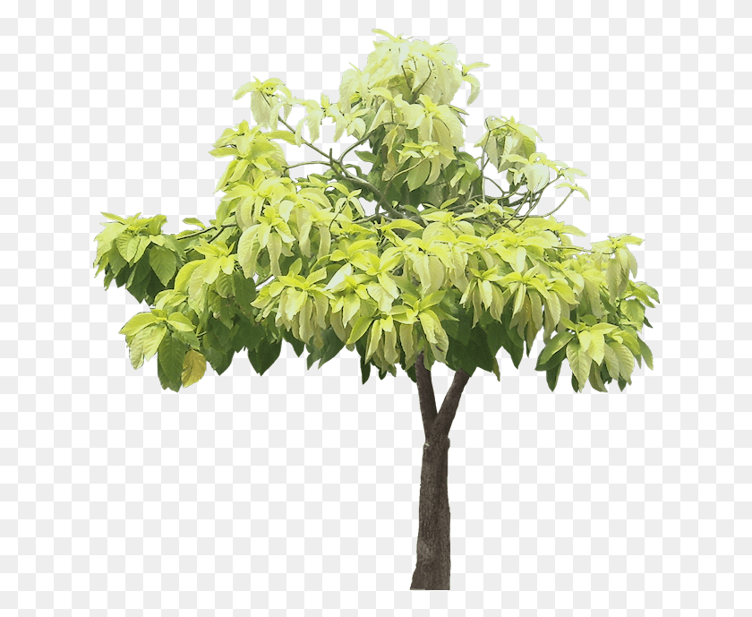 634x629 Pisonia Alba Tree, Растение, Лист, Комнатное Растение Hd Png Скачать