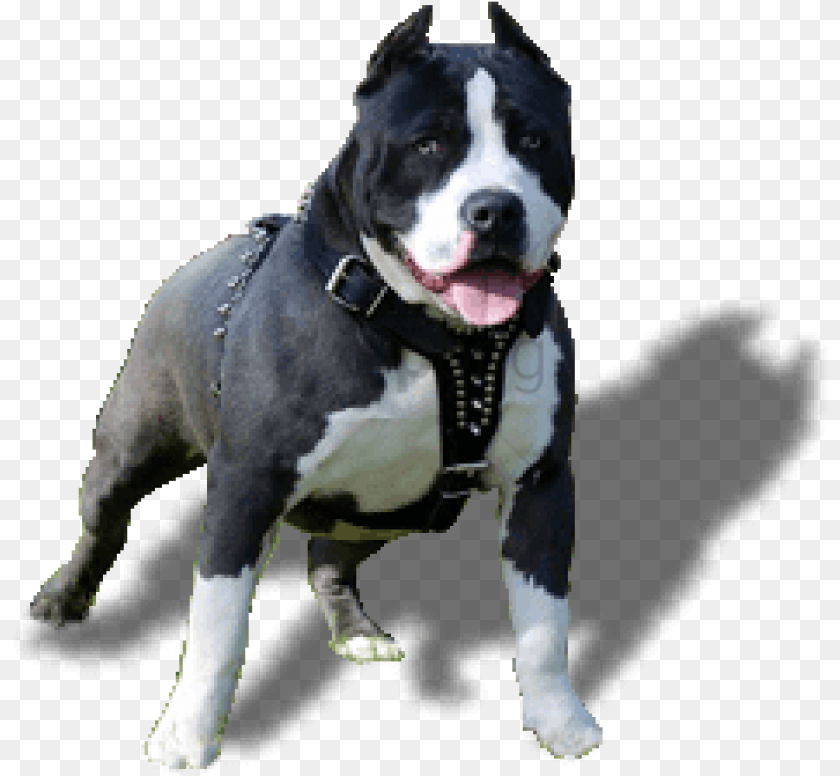 Pit Bull Pitbull Dog Hd, Animal, Bulldog, Canine, Mammal Transparent PNG