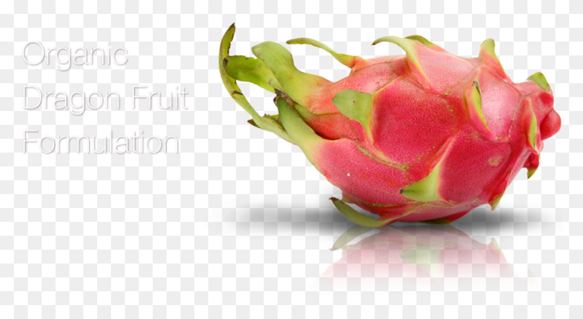 875x449 Pitaya, Rosa, Flor, Planta Hd Png