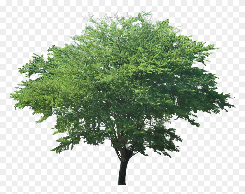 937x729 Pithecellobium Dulce Pithecellobium Dulce Tree, Plant, Maple, Leaf HD PNG Download