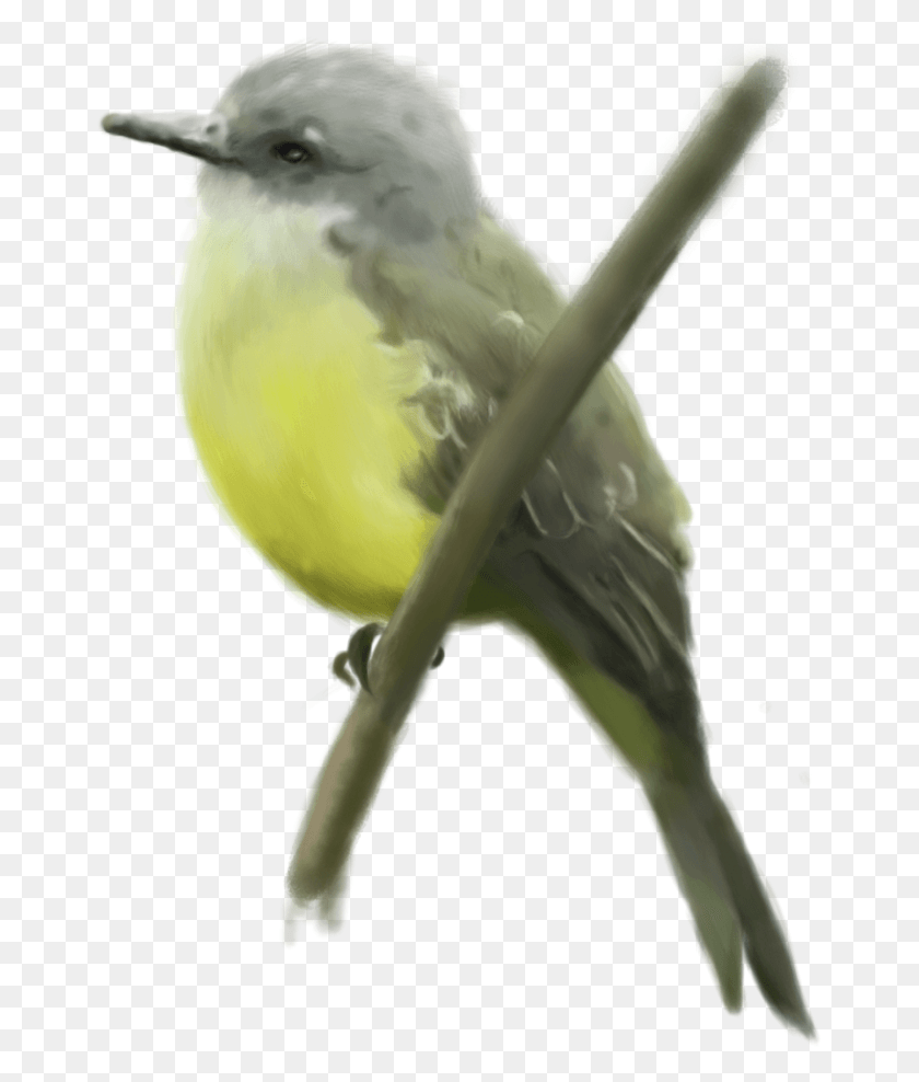 663x928 Pitirr O Sirir Western Kingbird, Pájaro, Animal, Pinzón Hd Png